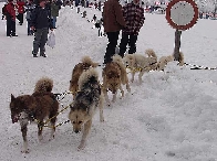 2003 schlittenhunde034.jpg